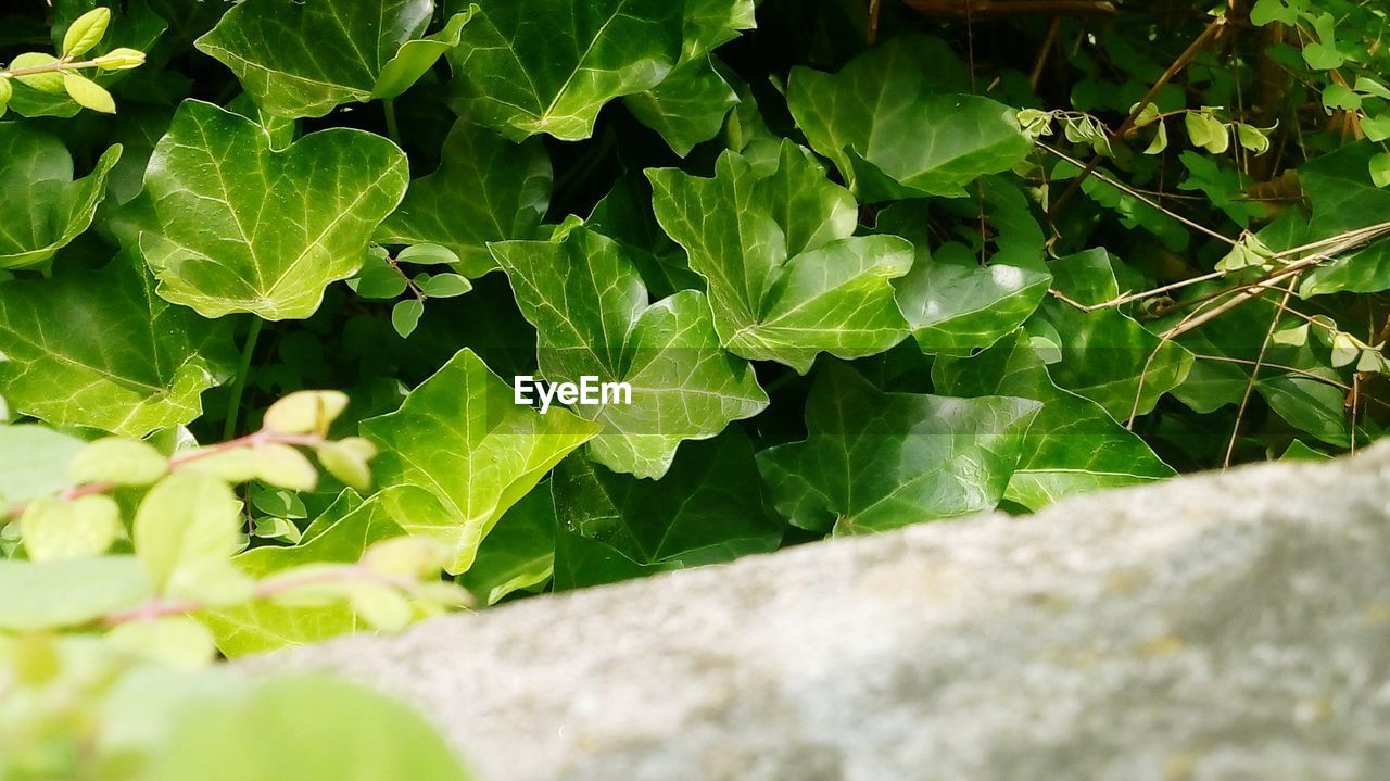 CLOSE-UP OF GREEN LEAVES ON PLANT