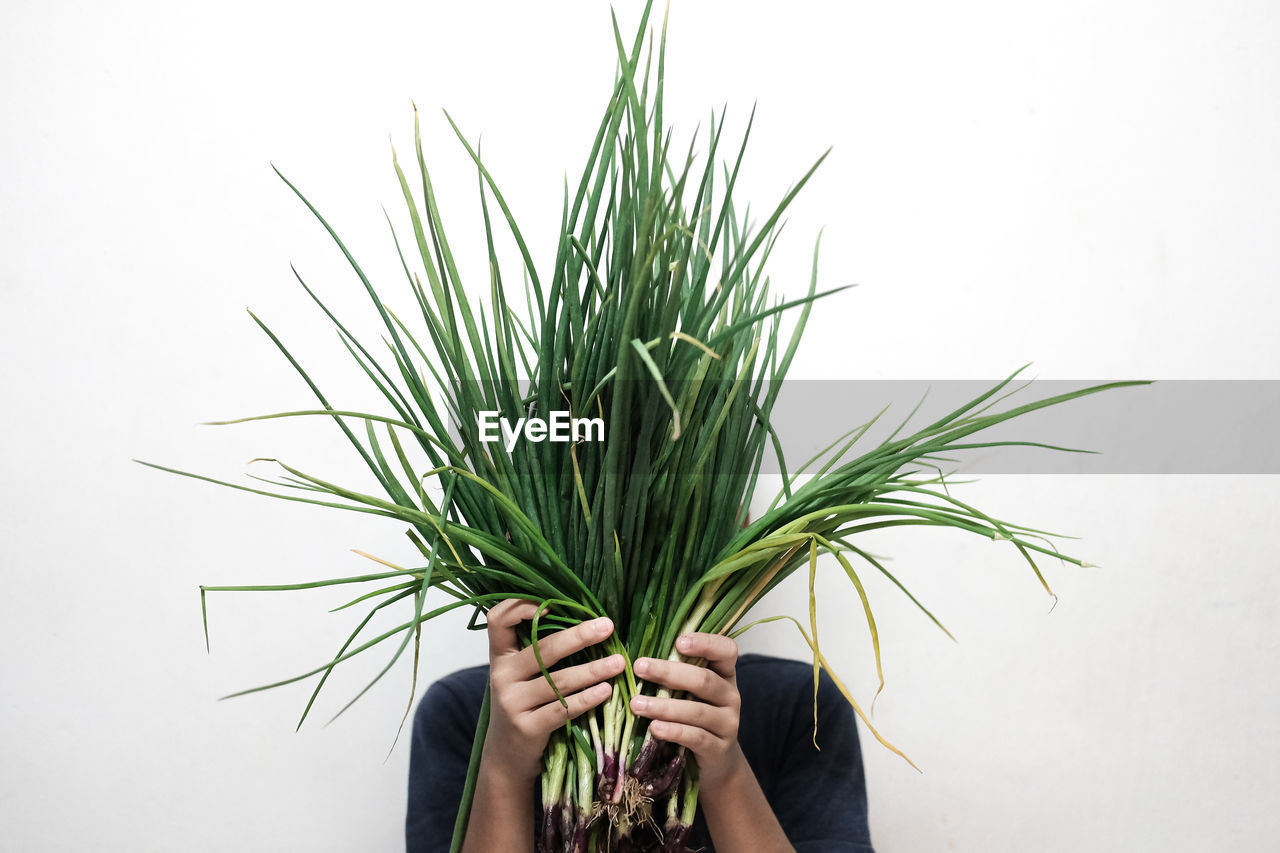 Close-up of person holding chives against white background