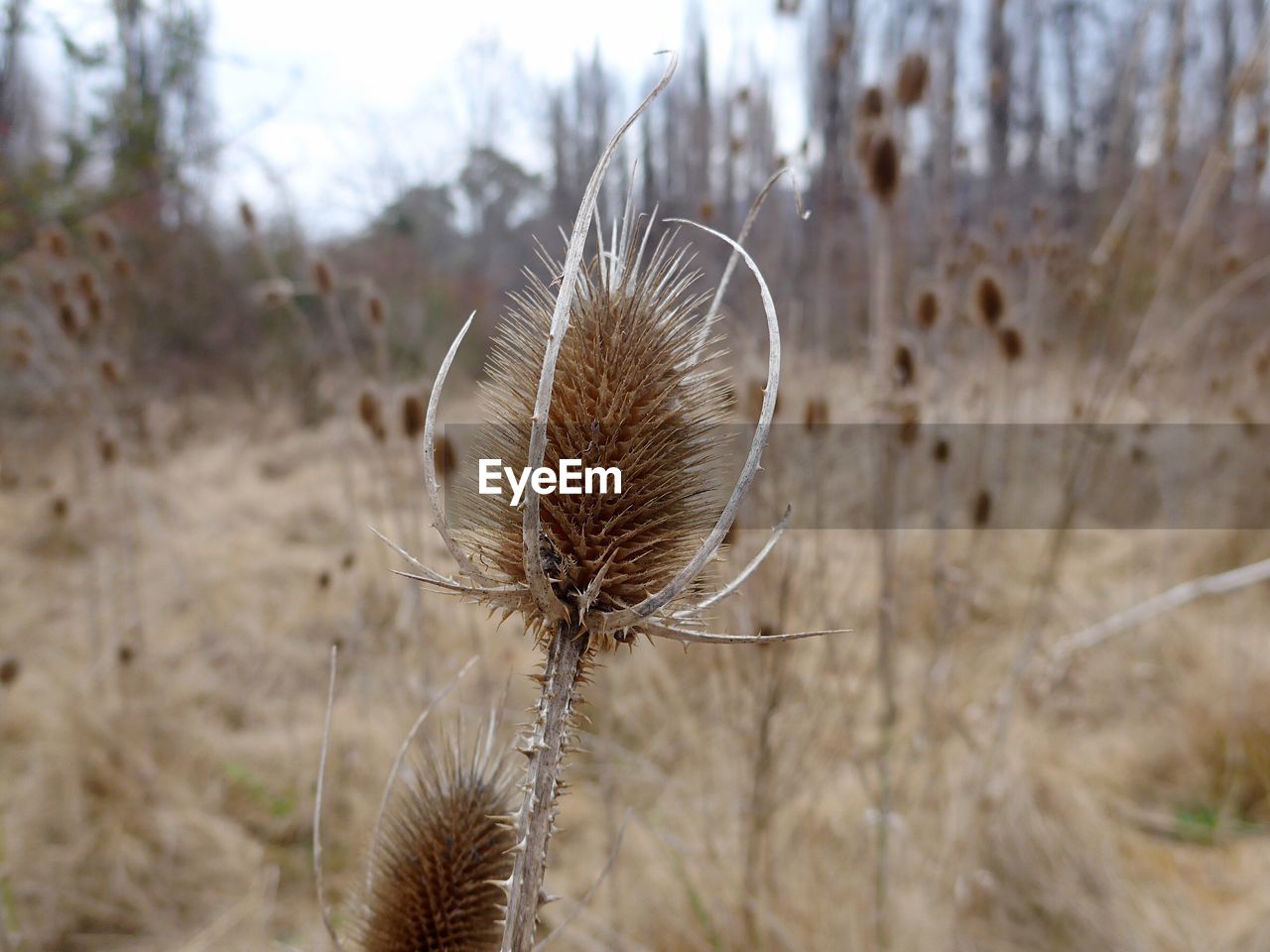 Close-up of dry thistles on field