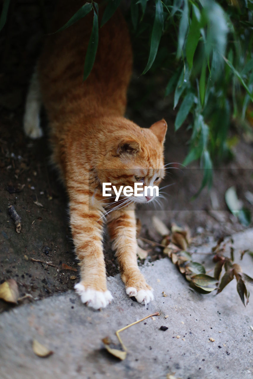 animal, animal themes, cat, mammal, one animal, pet, feline, domestic animals, domestic cat, wild cat, small to medium-sized cats, felidae, no people, wildlife, plant part, leaf, whiskers, portrait, nature, kitten, animal wildlife, cute, carnivore, looking at camera