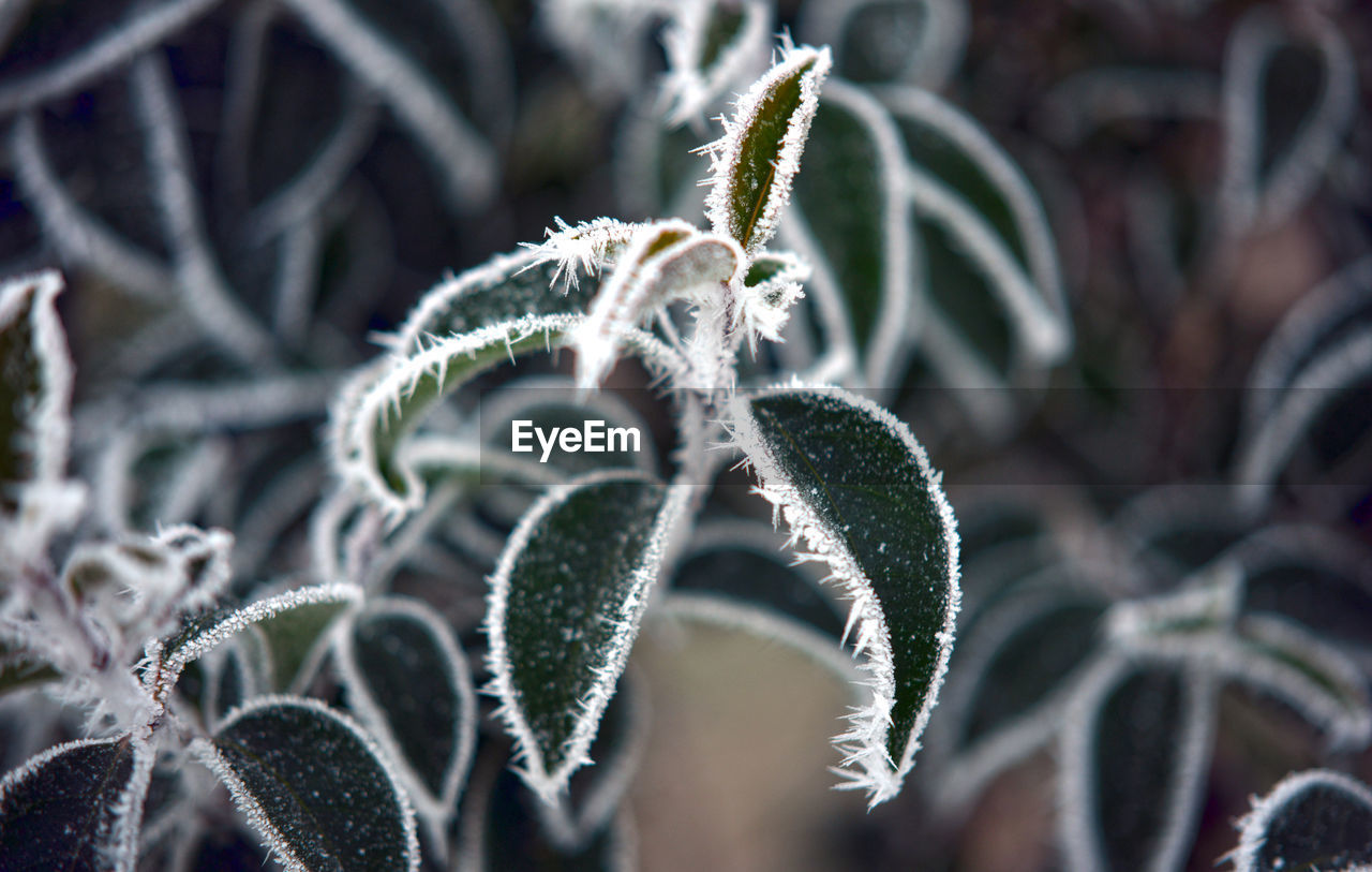 Close-up of spider web on plant