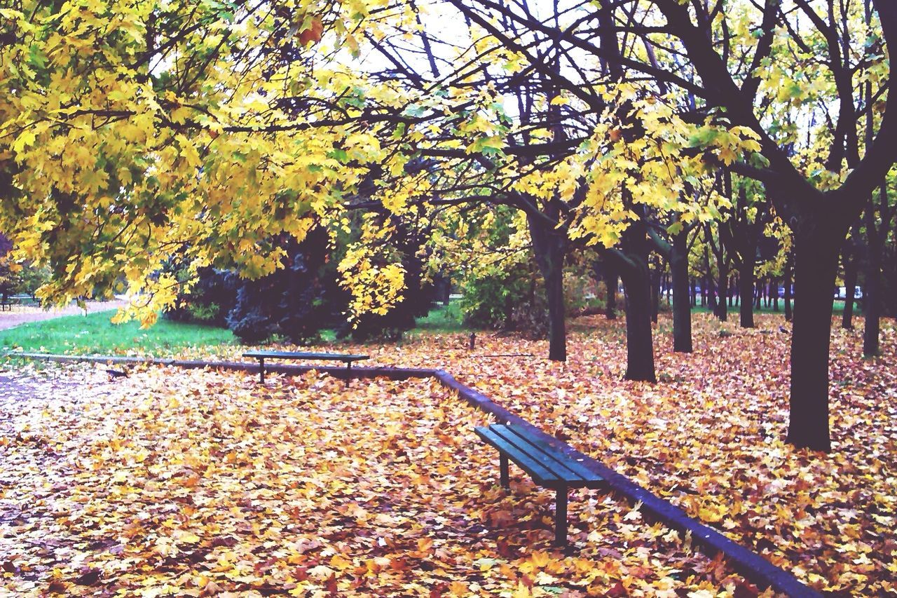Benches in park during autumn