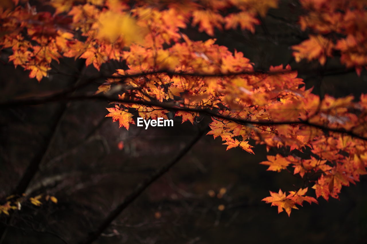 Close-up of maple leaves on tree during sunset