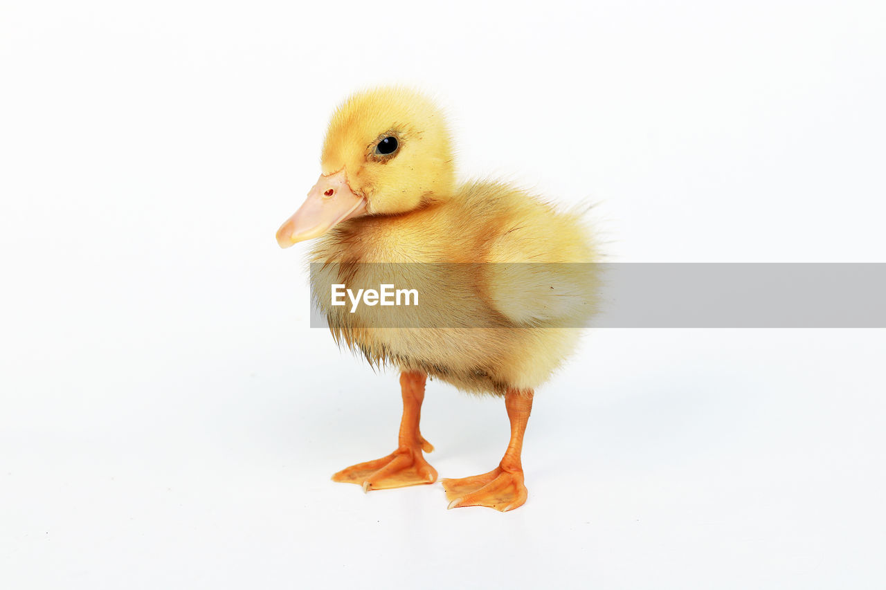 Close-up of a bird against white background