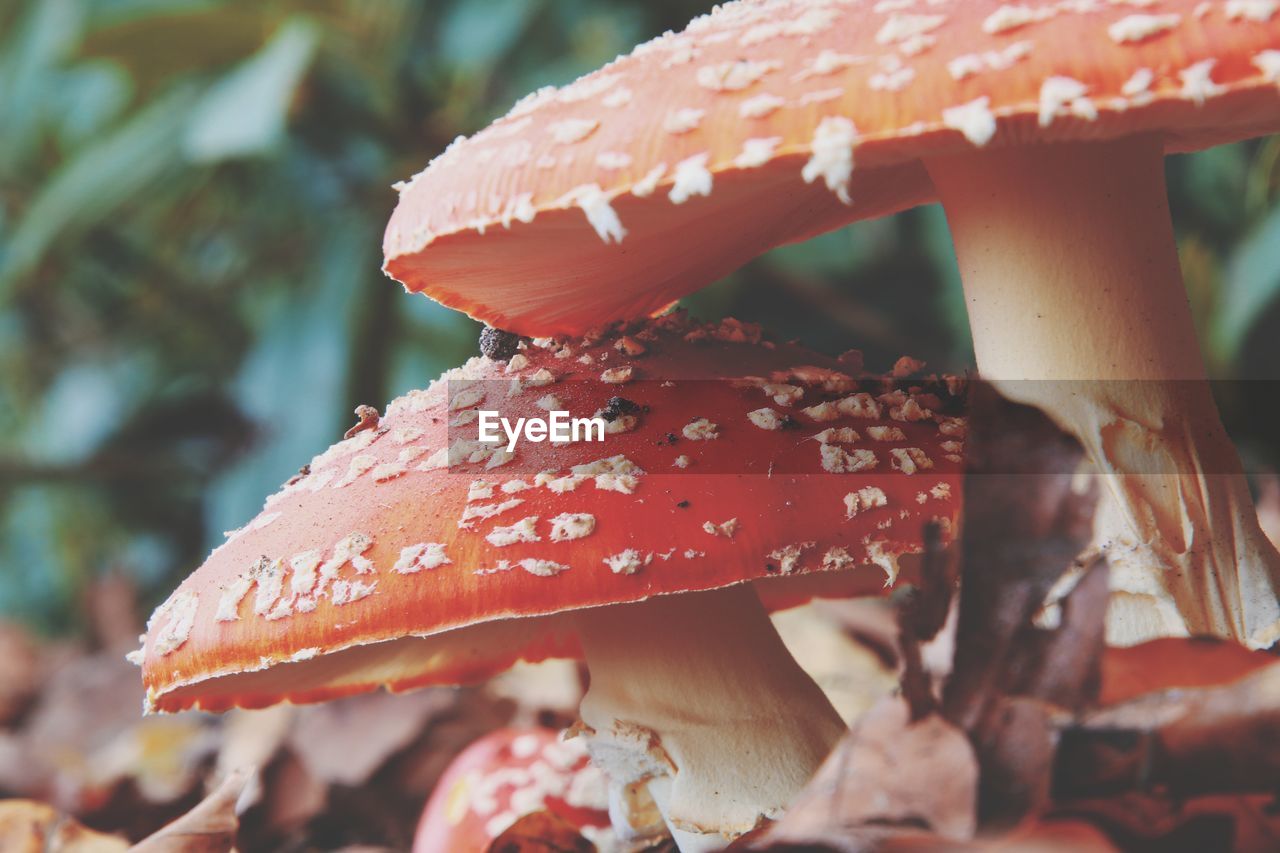 red, close-up, mushroom, fungus, autumn, leaf, macro photography, food, nature, flower, vegetable, plant, growth, edible mushroom, focus on foreground, no people, outdoors, toadstool, tree, beauty in nature, day, land, forest, fragility