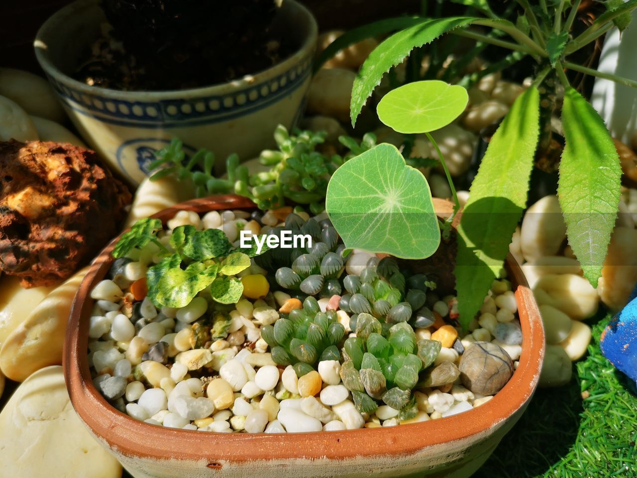 HIGH ANGLE VIEW OF PLANTS IN BOWL