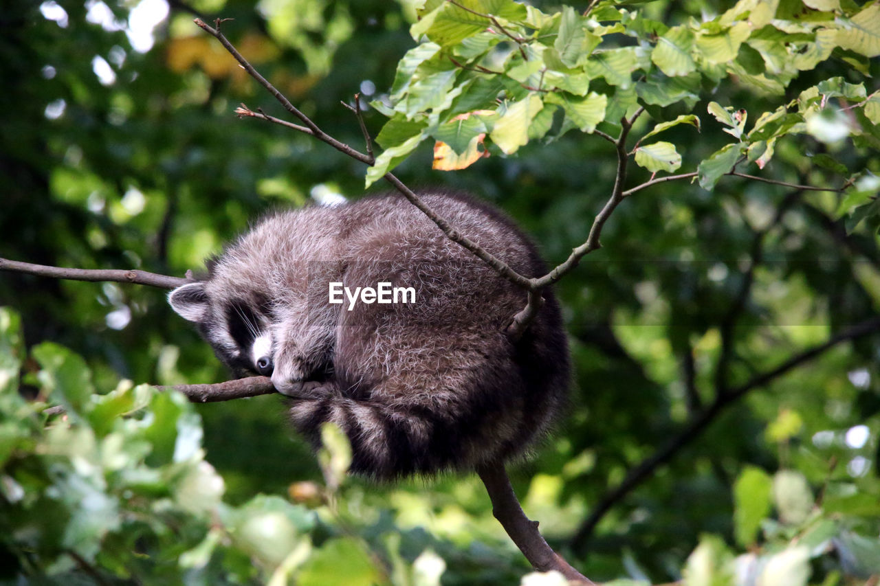 SQUIRREL ON A TREE