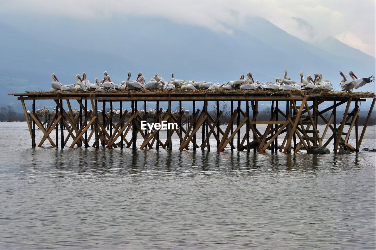 BIRDS IN A LAKE