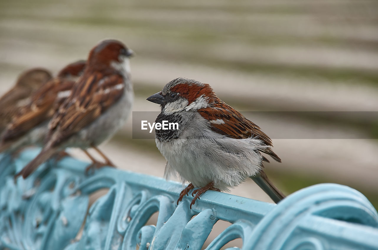 BIRD PERCHING ON WOOD