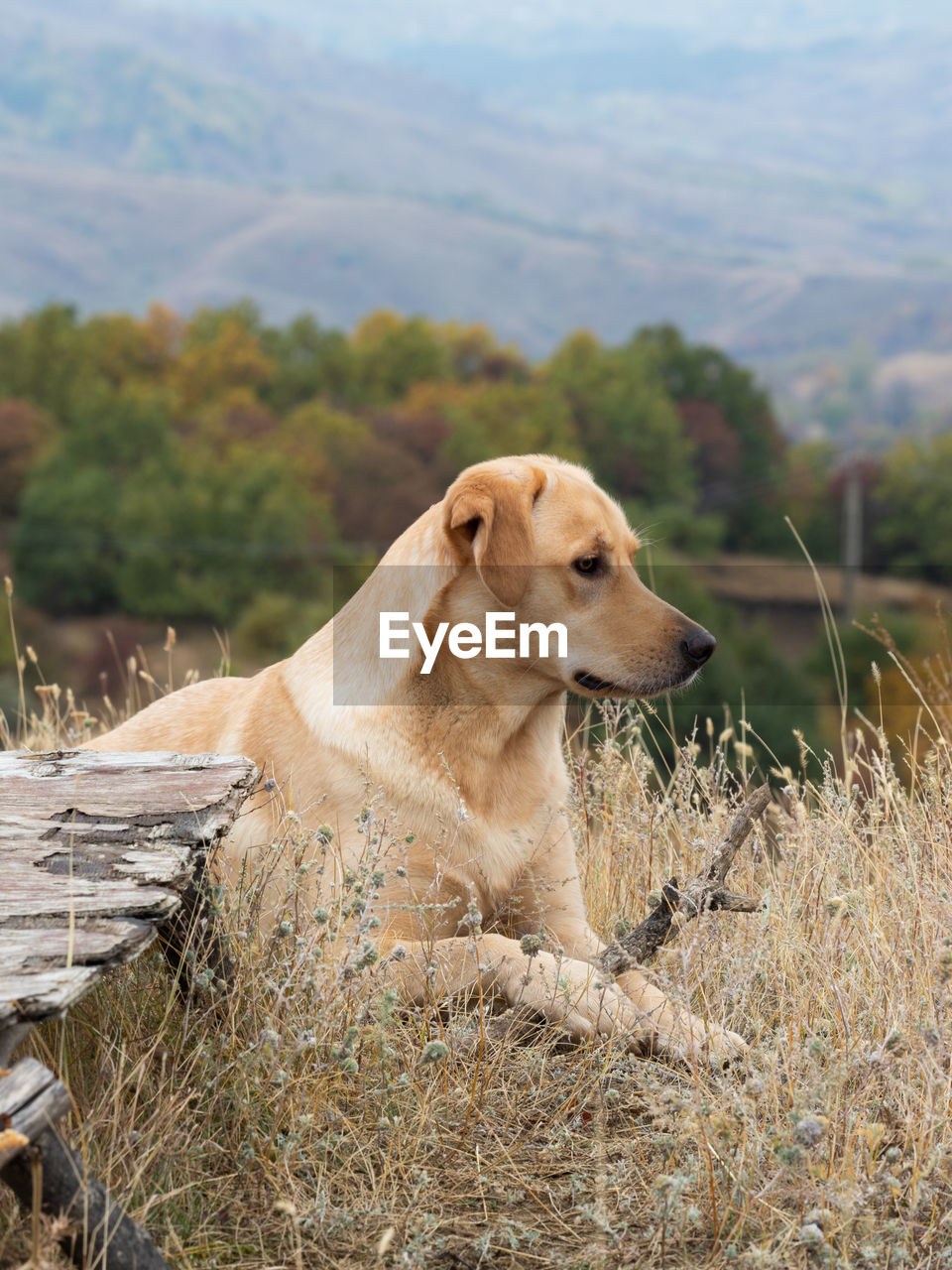 Dog looking away on field