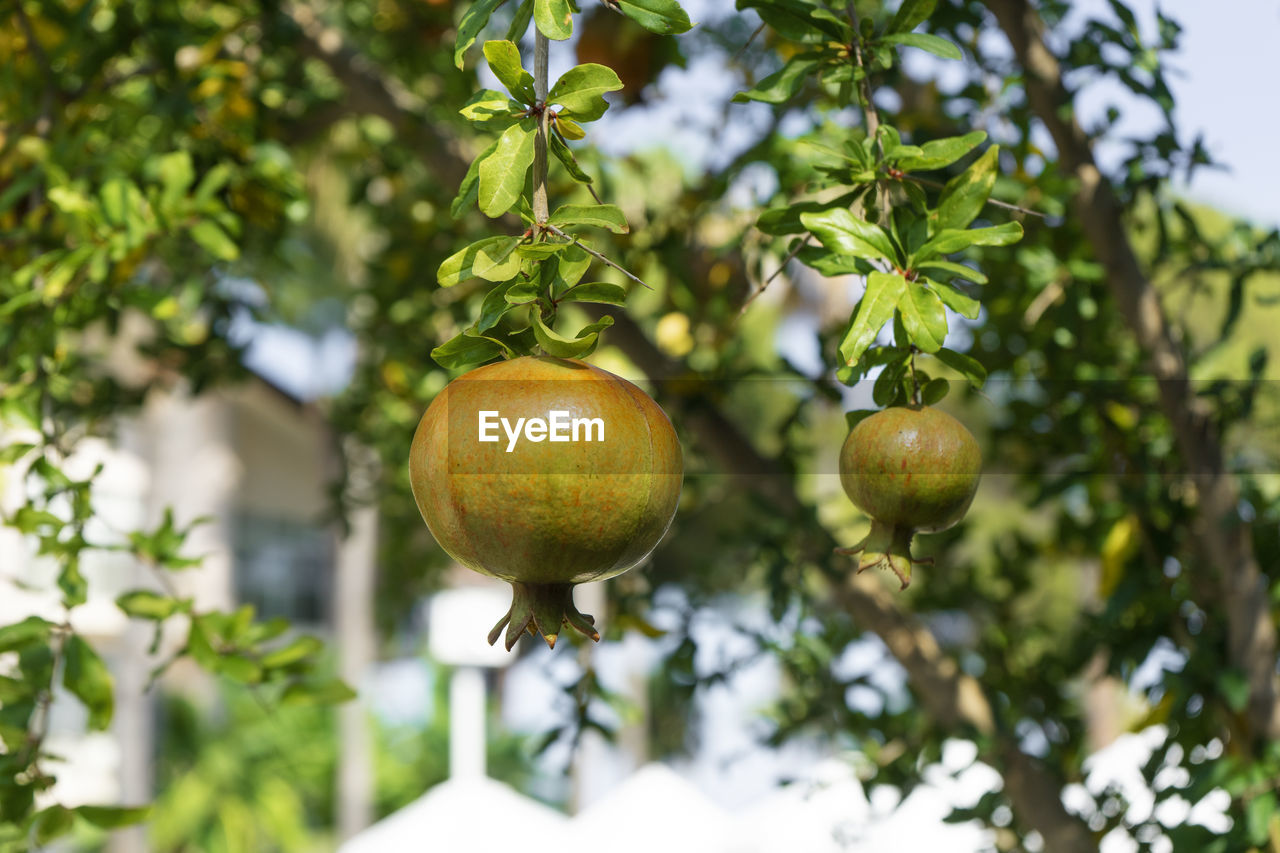 A tree of pomegranate growing in the garden