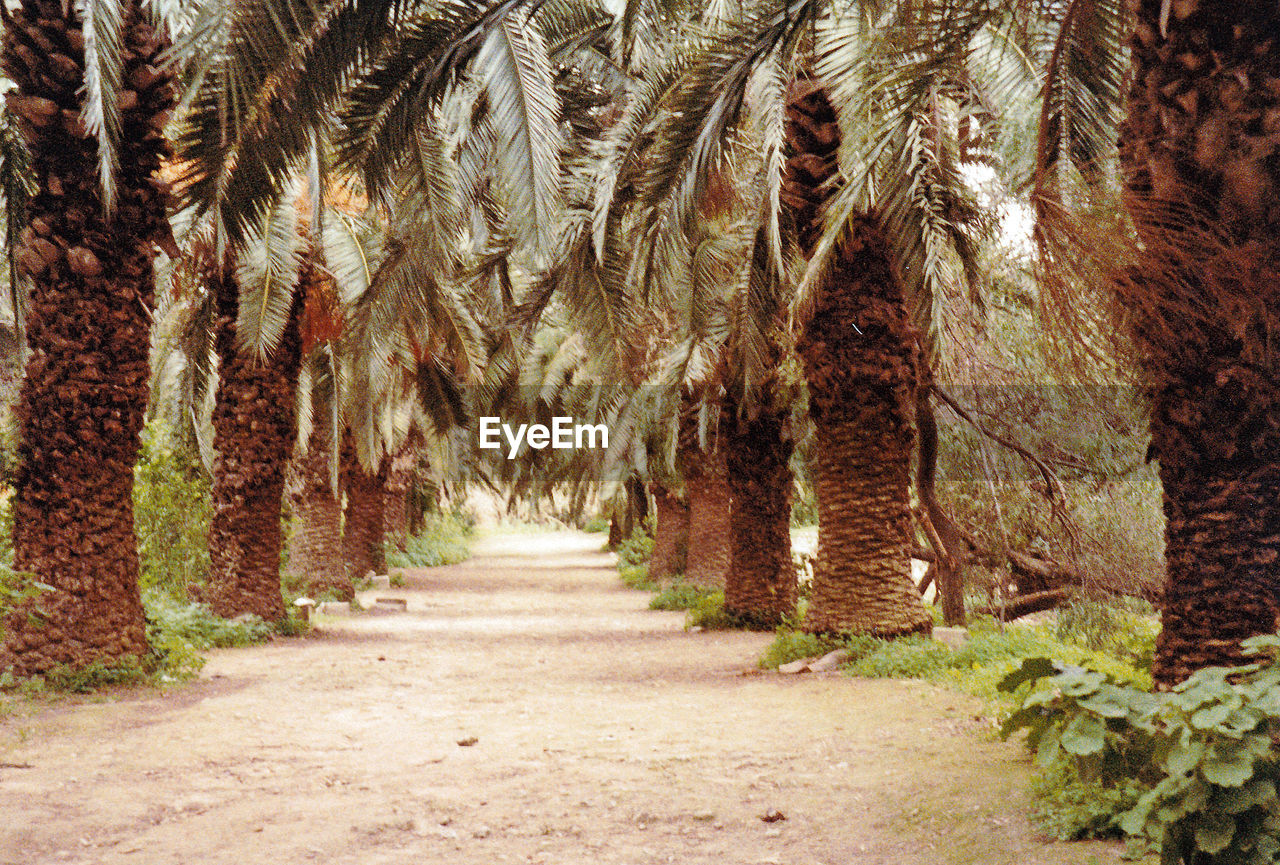 VIEW OF FOREST