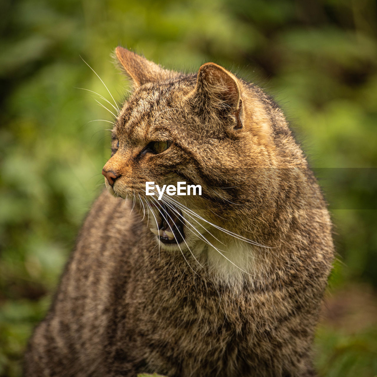 Scottish wildcat with mouth open