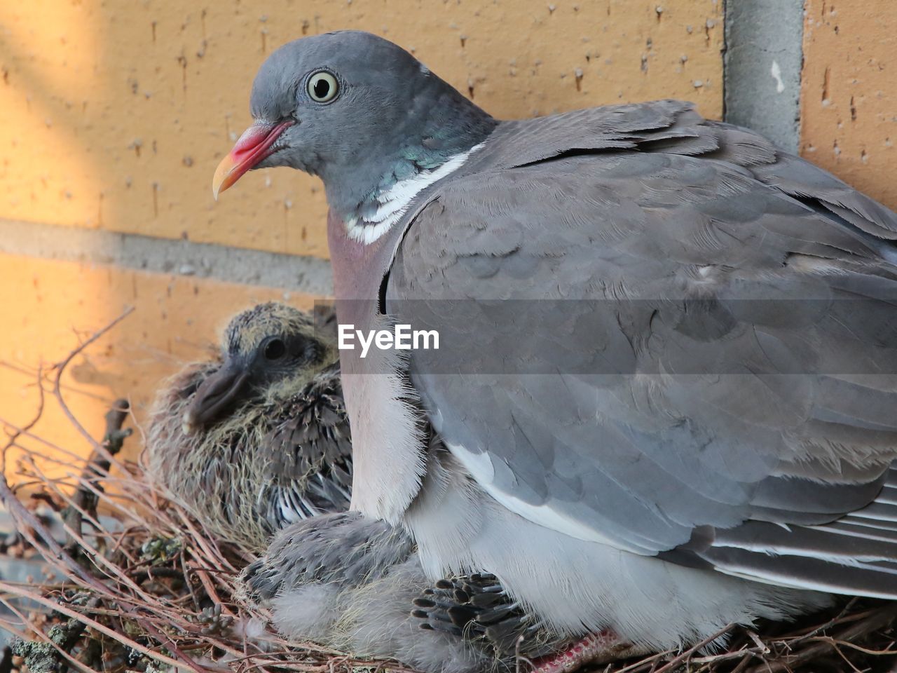 CLOSE-UP OF BIRDS PERCHING ON THE GROUND