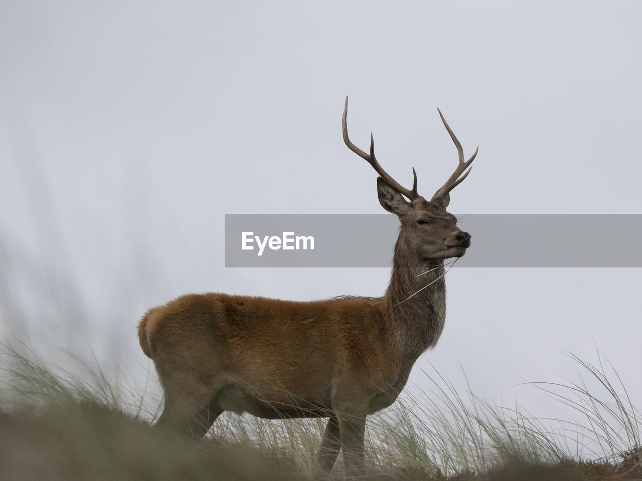 DEER STANDING ON FIELD