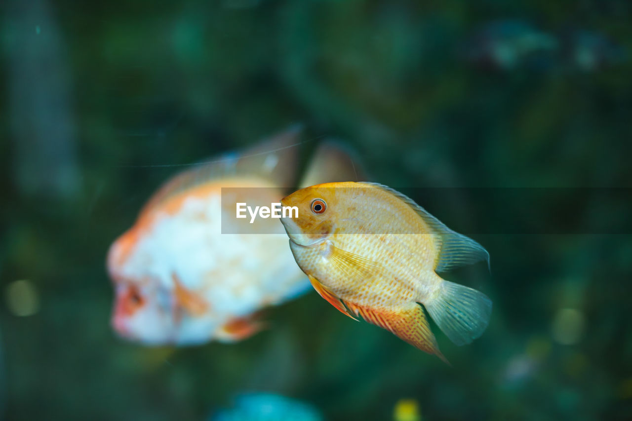 CLOSE-UP OF FISH UNDERWATER