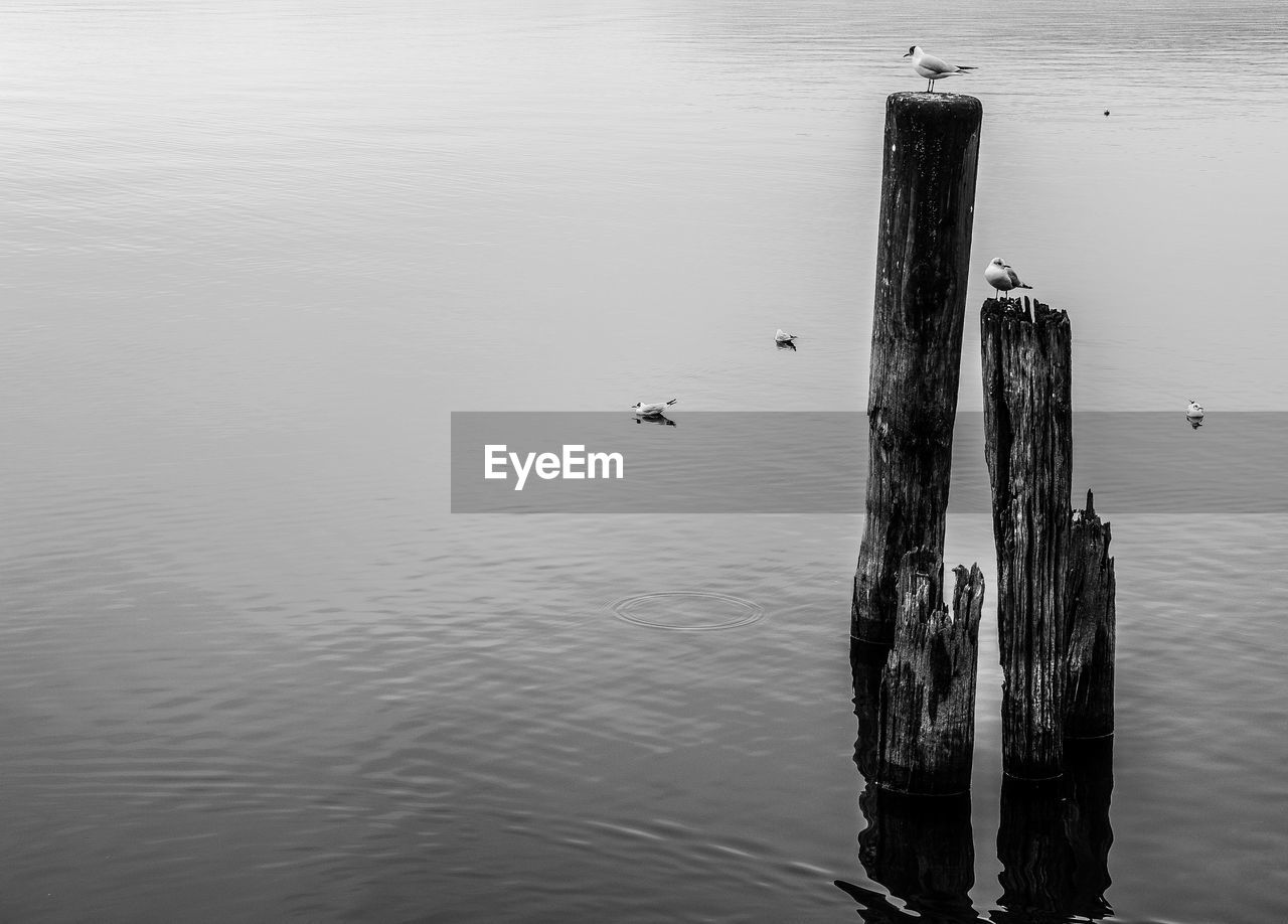 SEAGULLS ON A LAKE