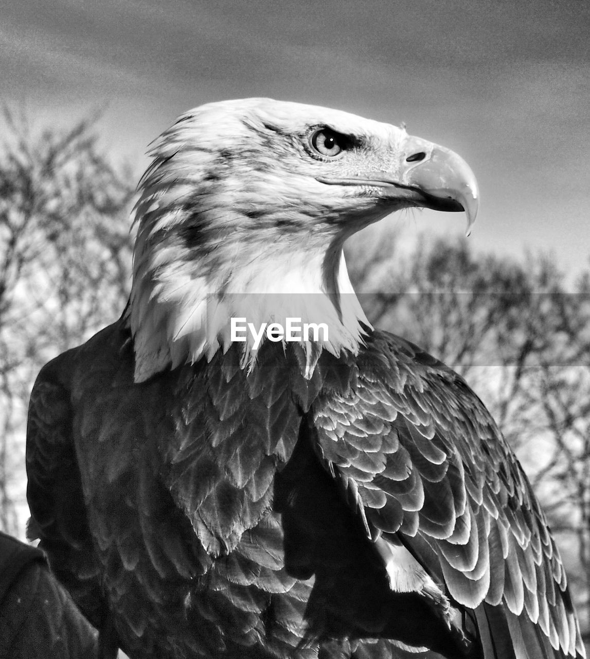 Close-up of a bird looking away