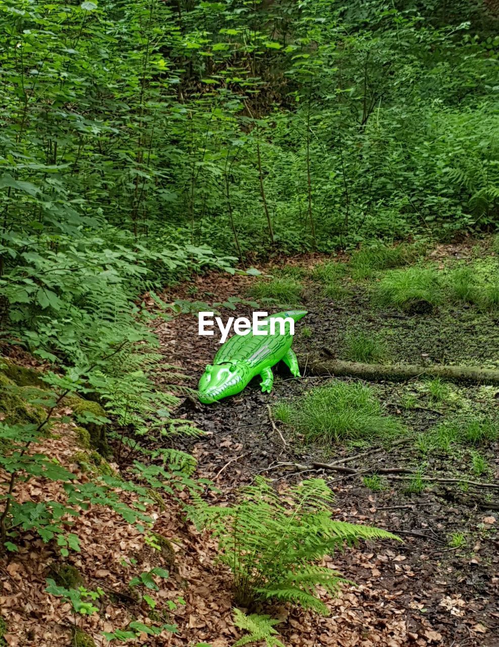 HIGH ANGLE VIEW OF GREEN SNAKE ON LAND