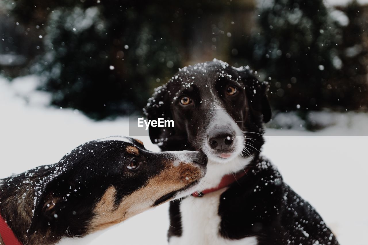 CLOSE-UP OF BLACK DOG IN SNOW