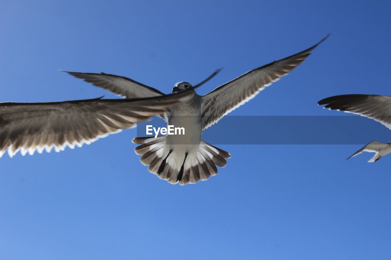 LOW ANGLE VIEW OF SEAGULL FLYING