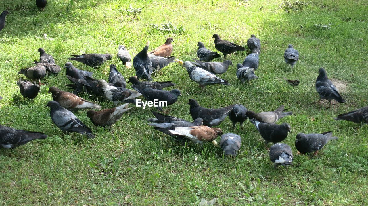 High angle view of pigeons perching on grassy field