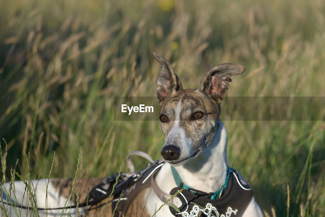 Long meadow grass background provides copy space behind an alert pet greyhound dog, lying in a field
