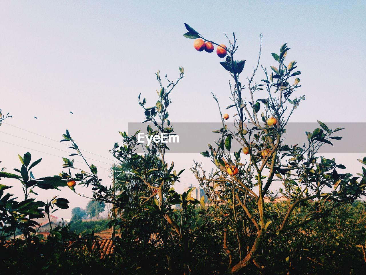 Low angle view of oranges on tree