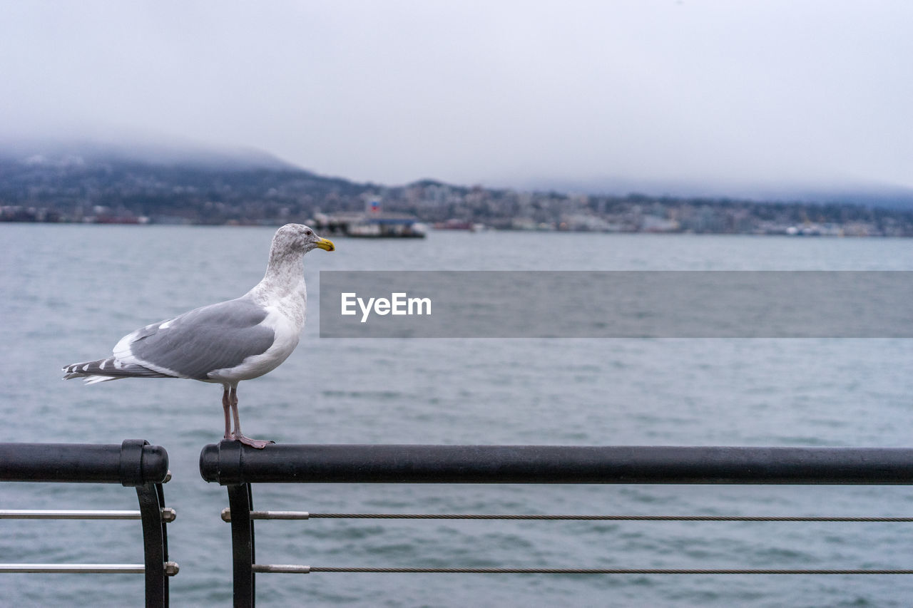 Seagull perching on pier