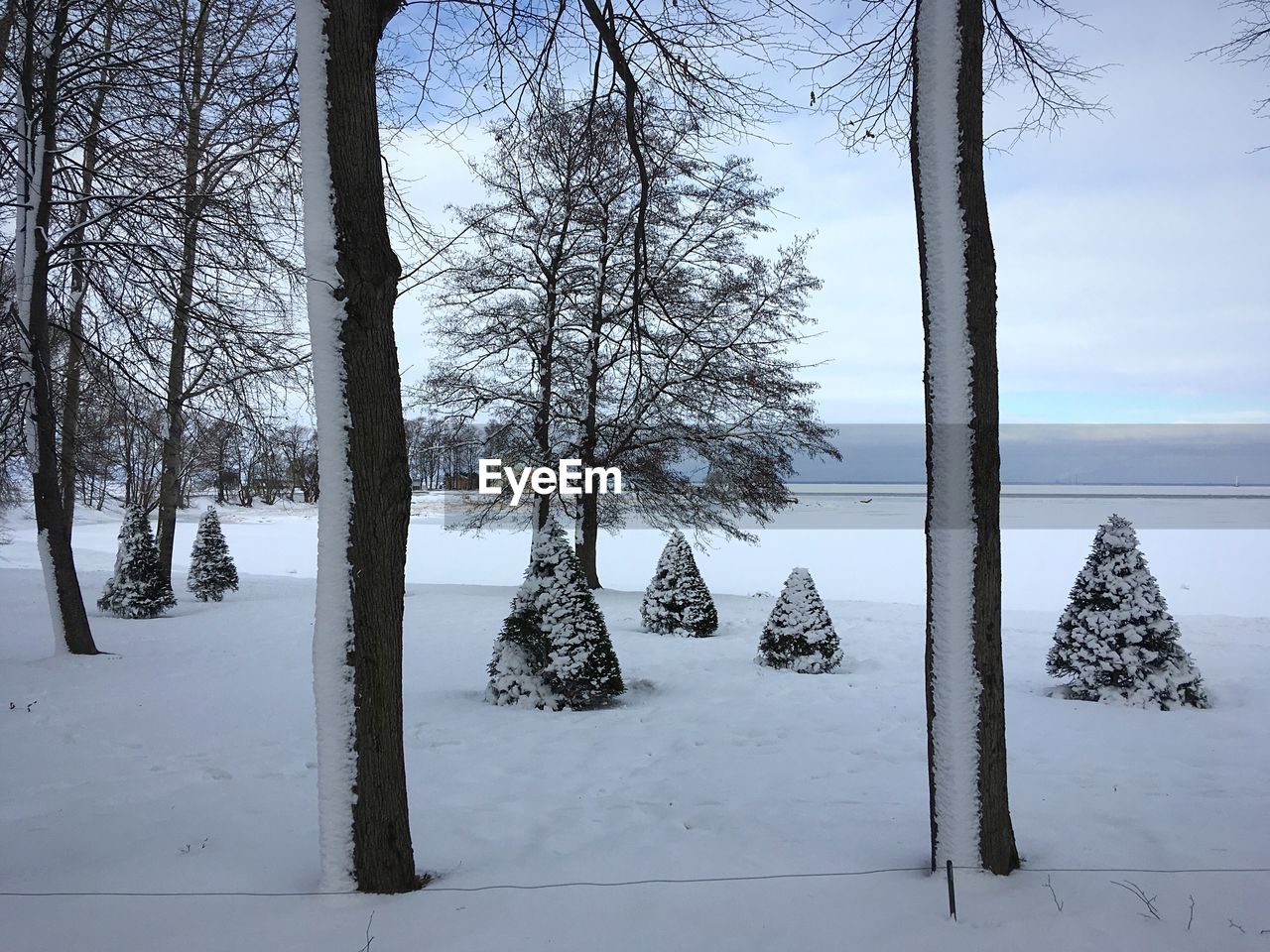 Trees on snow covered field against sky