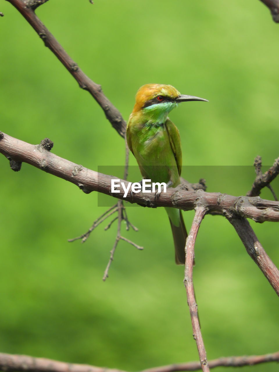 Beautiful click of bird i found it at front of my home 