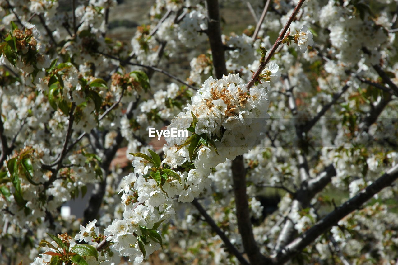 Close-up of white cherry blossoms in spring