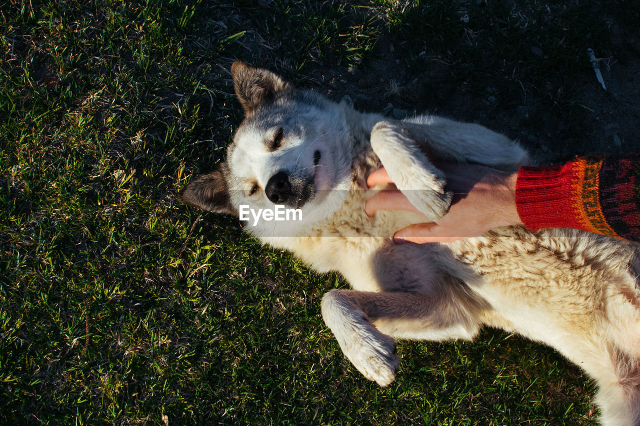 animal, animal themes, mammal, one animal, pet, domestic animals, canine, dog, grass, plant, wolfdog, high angle view, nature, relaxation, puppy, day, no people, lying down, land, outdoors, sunlight, animal body part, field, siberian husky