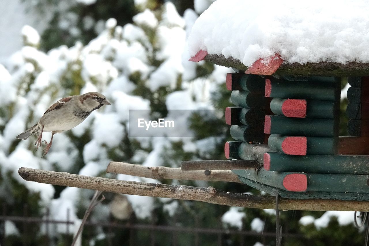 Bird perching on a wooden fence