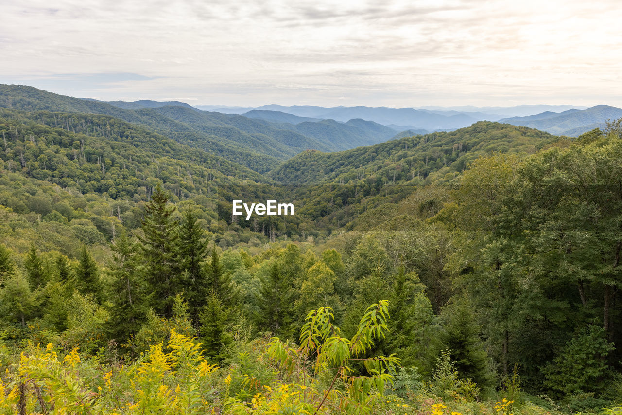 Mountain valley view with ferns and evergreens in the foreground. appalachian mtns. nc.
