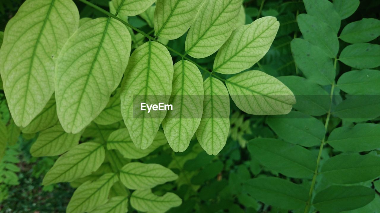 Full frame shot of green leaves