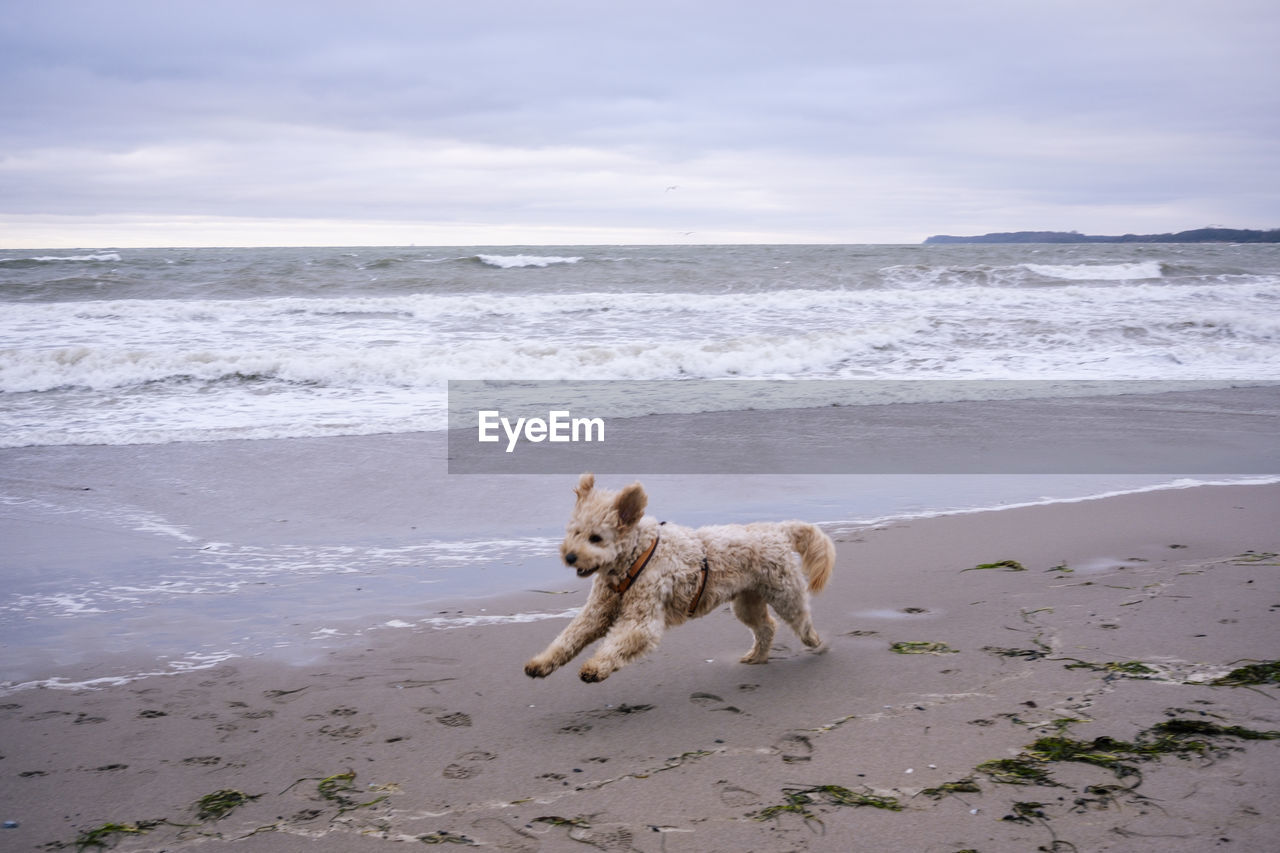 dog, beach, animal, canine, mammal, animal themes, one animal, water, sea, land, pet, domestic animals, sand, motion, ocean, body of water, carnivore, nature, sky, shore, coast, wave, no people, cloud, wet, day, horizon, beauty in nature, snow, full length, running, outdoors, horizon over water