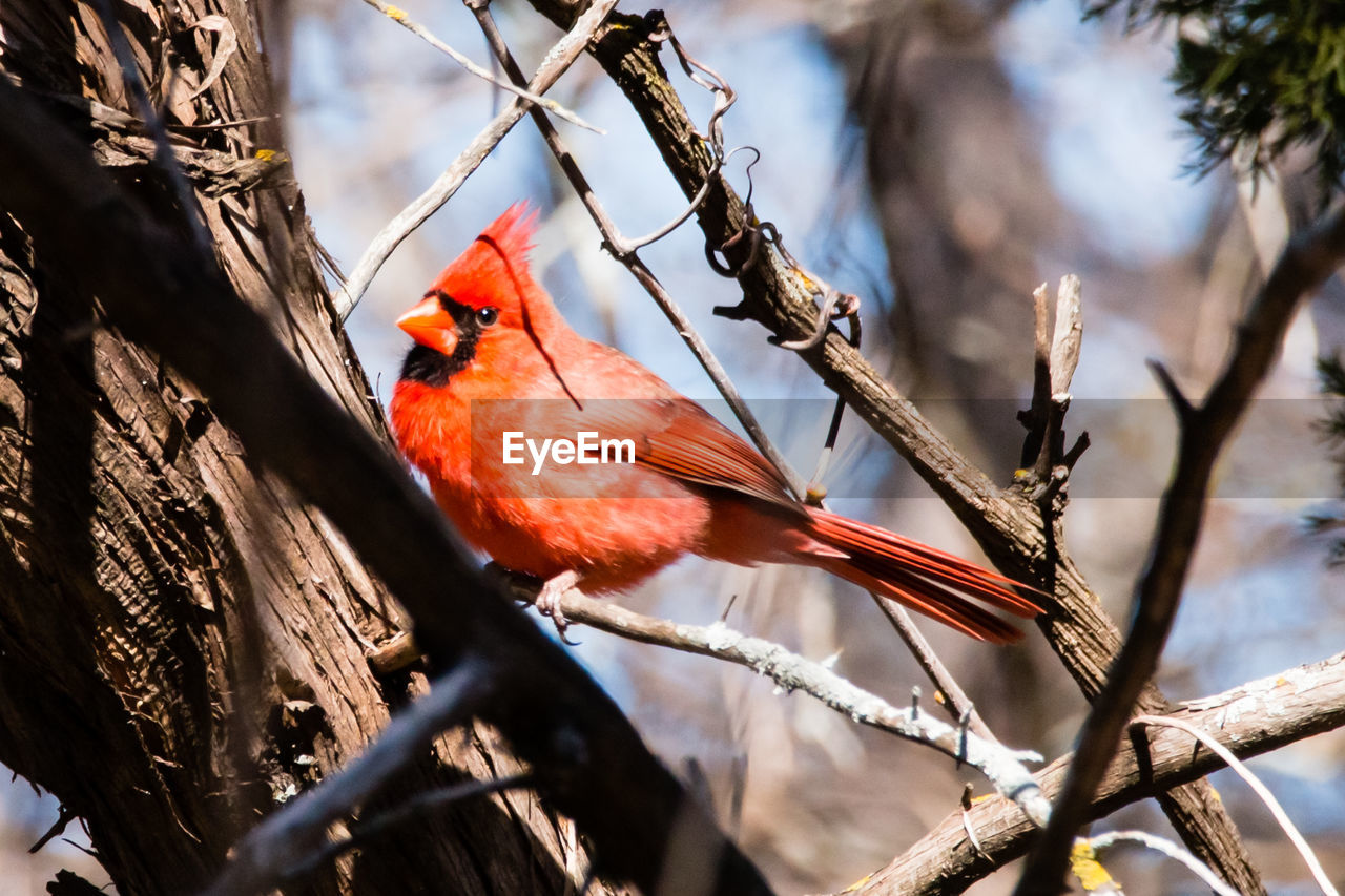 CLOSE-UP OF PARROT PERCHING ON TREE