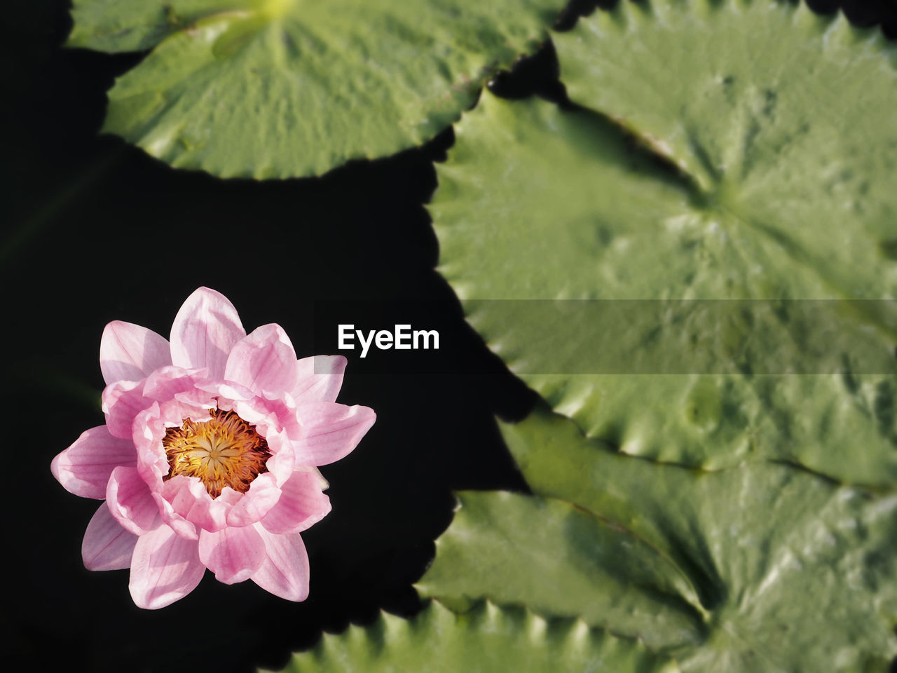 CLOSE-UP OF PINK LOTUS WATER LILY ON PLANT