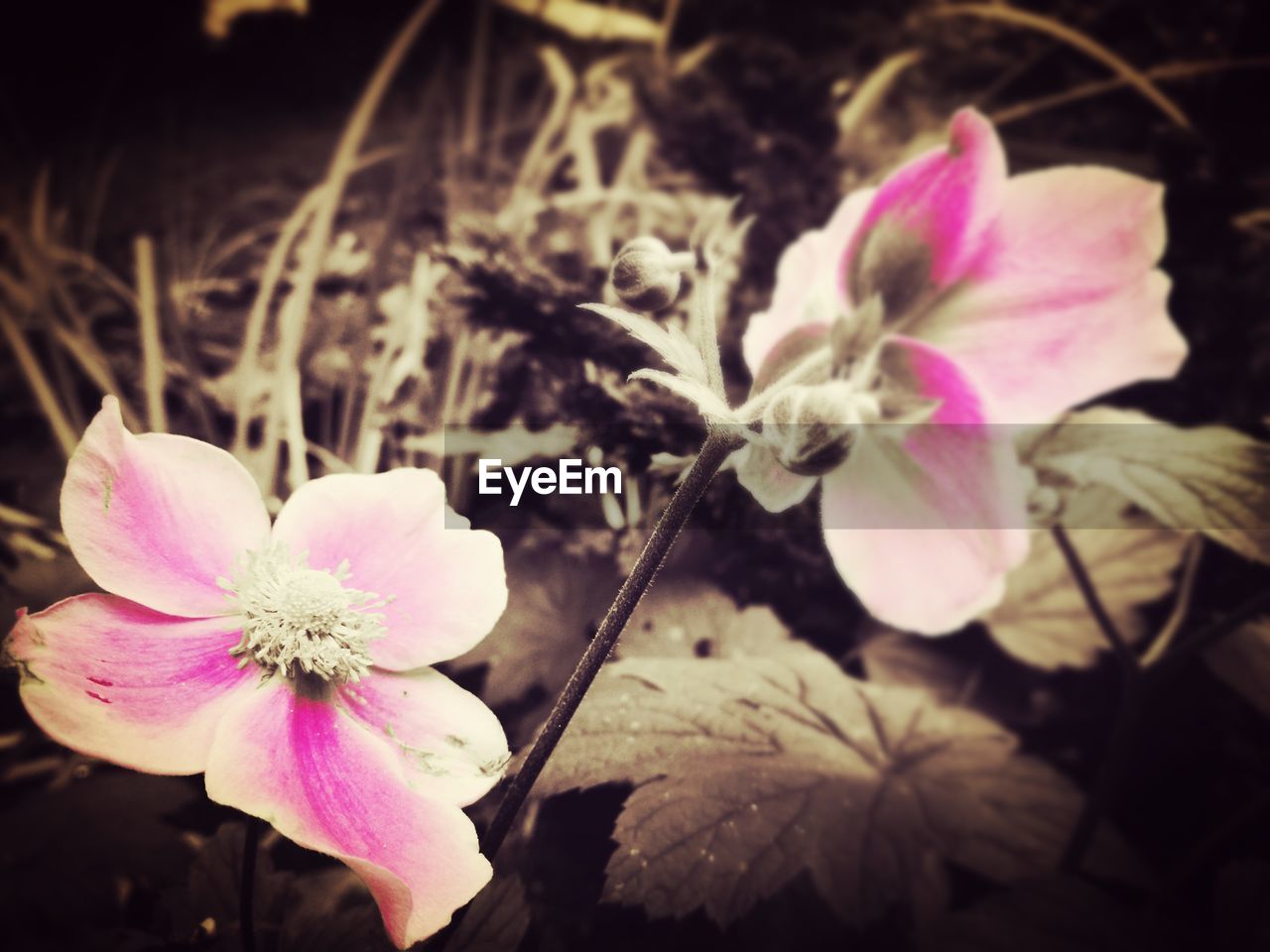 CLOSE-UP OF FRESH PINK FLOWER BLOOMING IN PARK