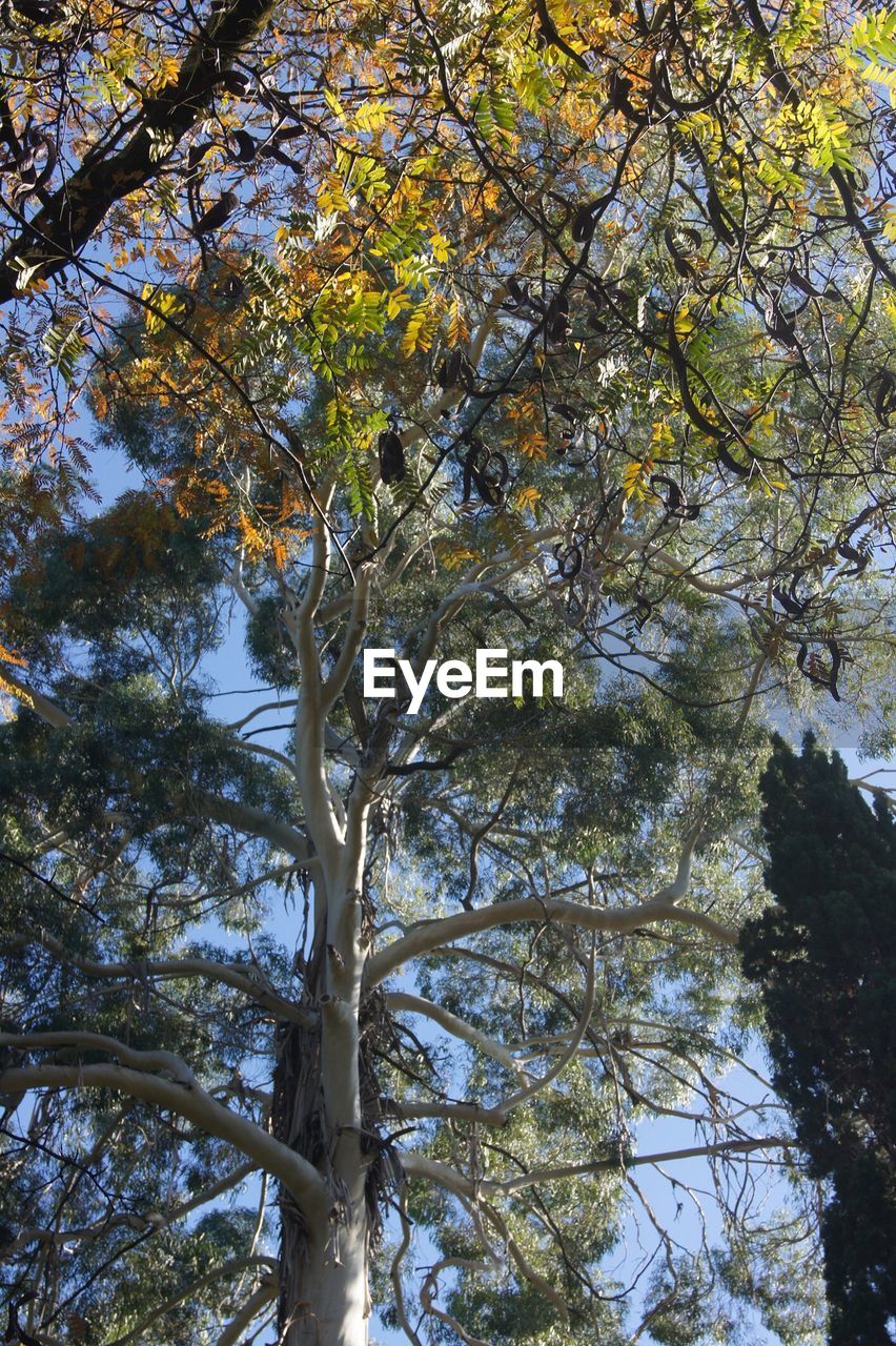 LOW ANGLE VIEW OF TREES AGAINST SKY