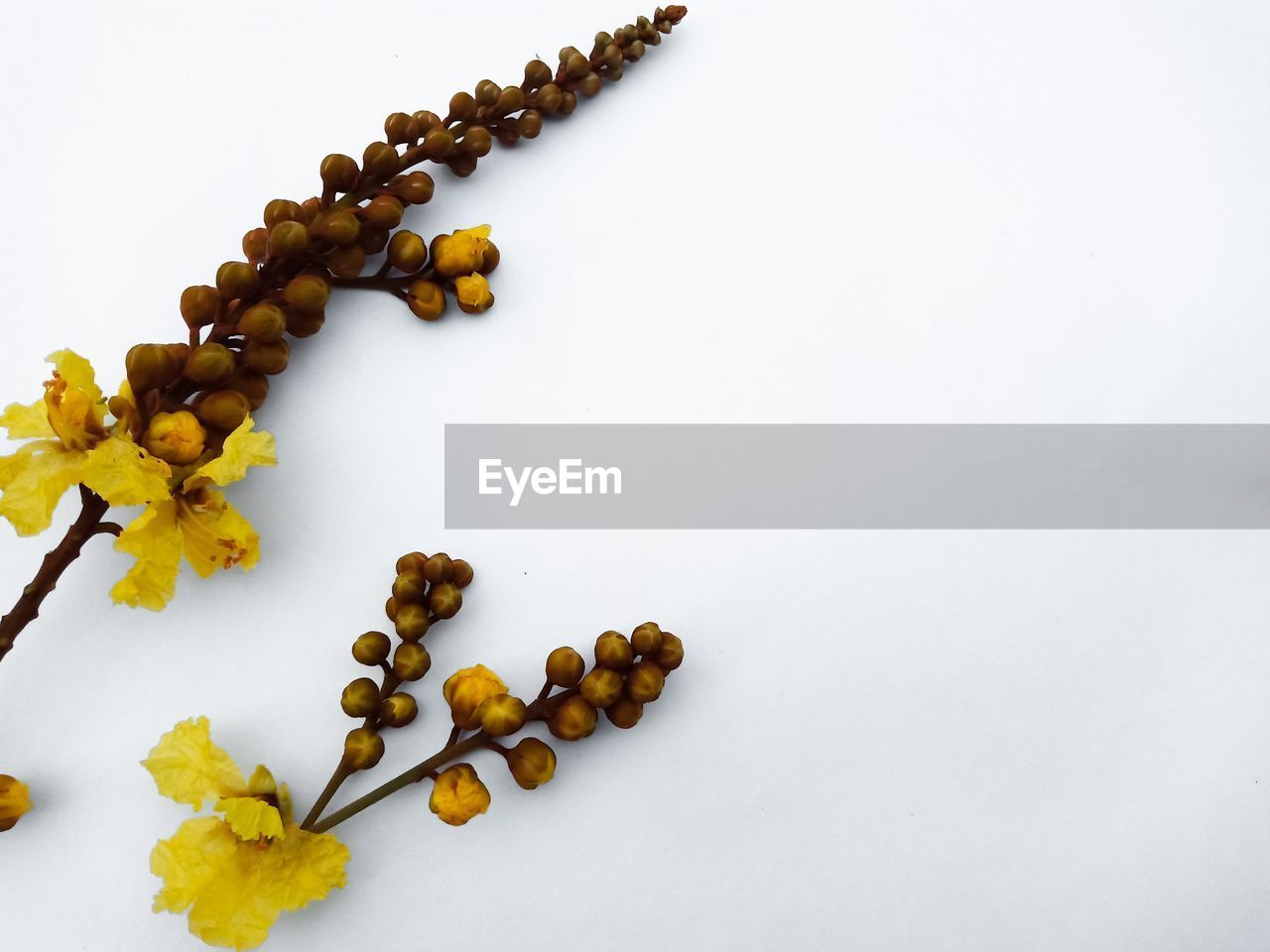 HIGH ANGLE VIEW OF BERRIES ON WHITE BACKGROUND