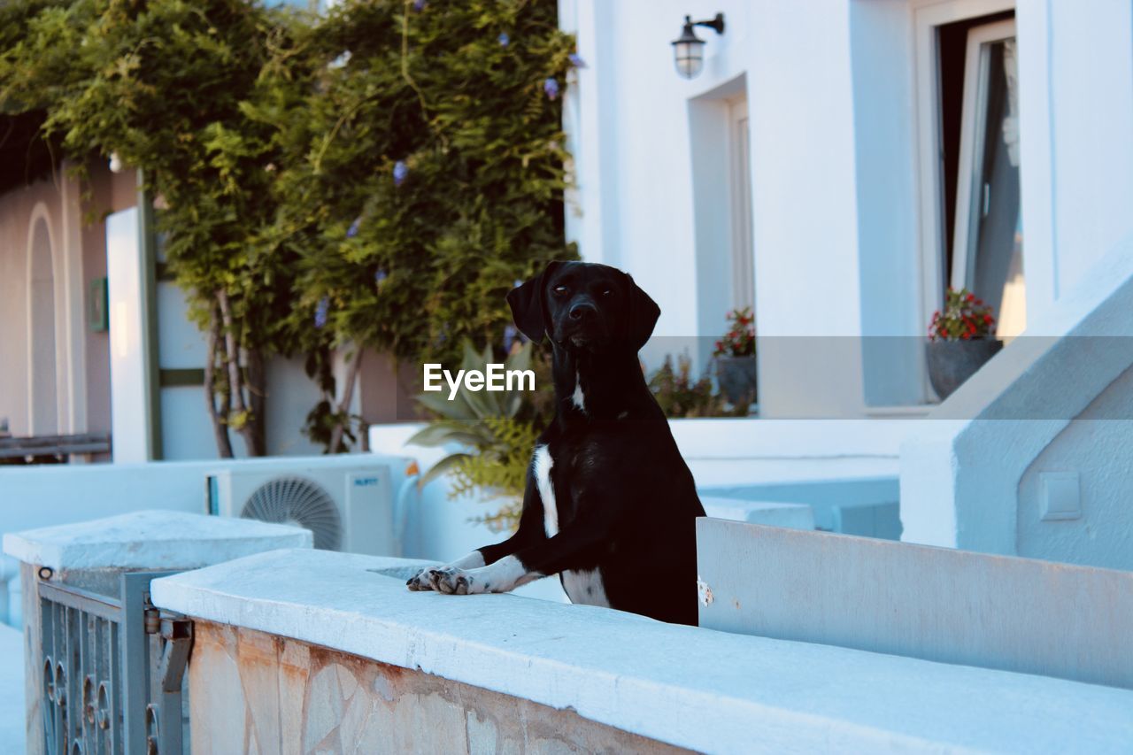 home, architecture, house, dog, canine, mammal, domestic animals, building exterior, pet, animal, animal themes, one animal, day, built structure, blue, nature, plant, no people, outdoors, carnivore, building, staircase, window, sitting, seat, residential district, lifestyles, railing