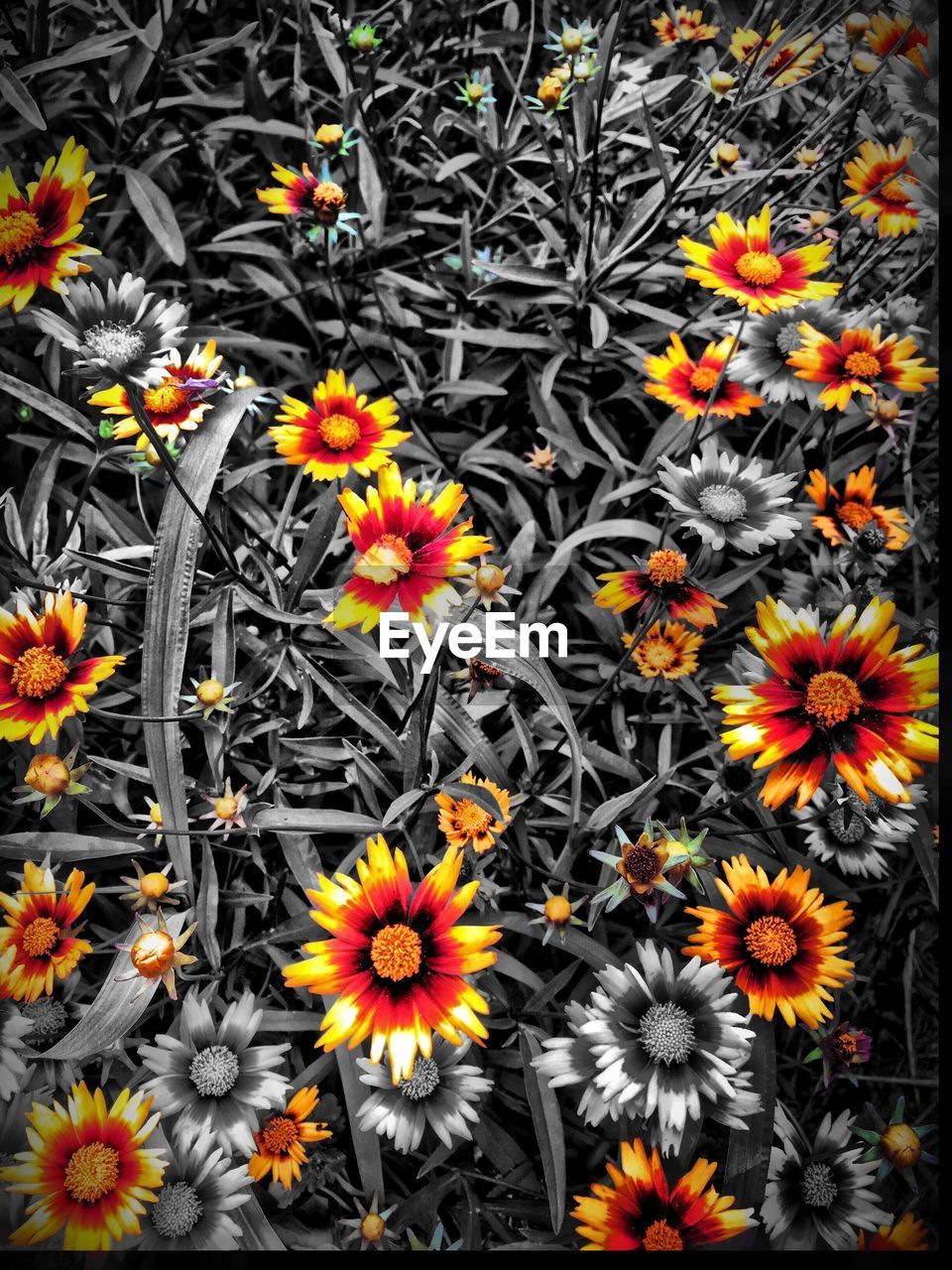 CLOSE-UP OF YELLOW FLOWERS BLOOMING IN PARK