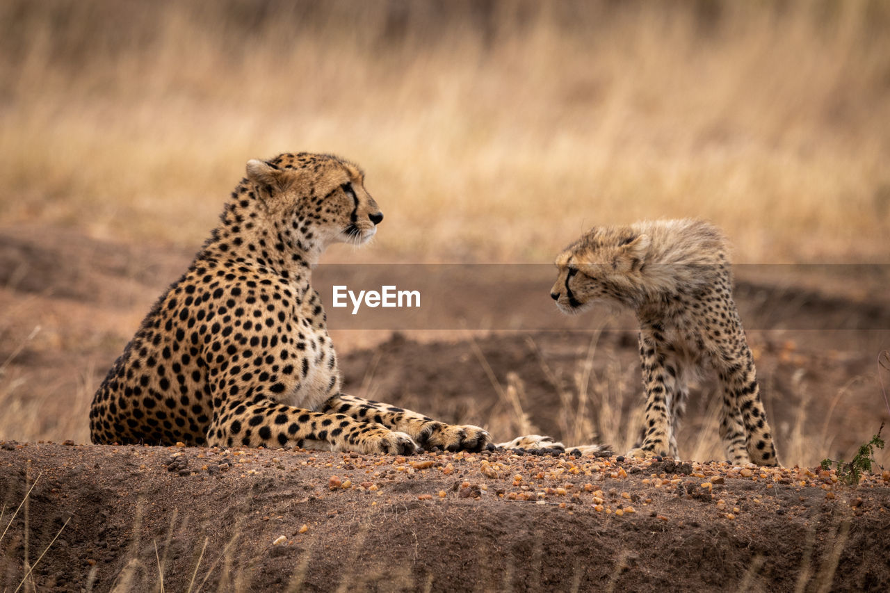 Cheetahs on field in forest