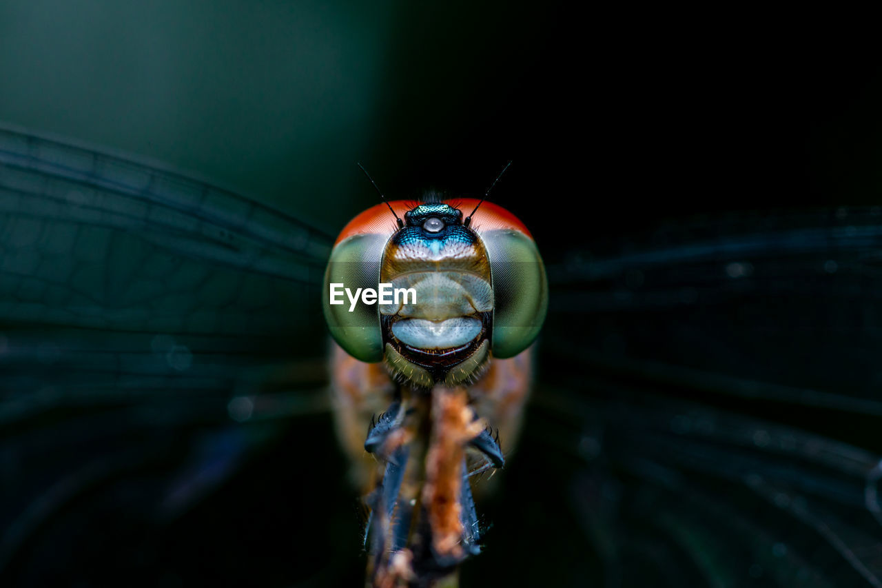 Close up of dragonfly perched on a tree branch, dry wood and nature background, colorful insect.