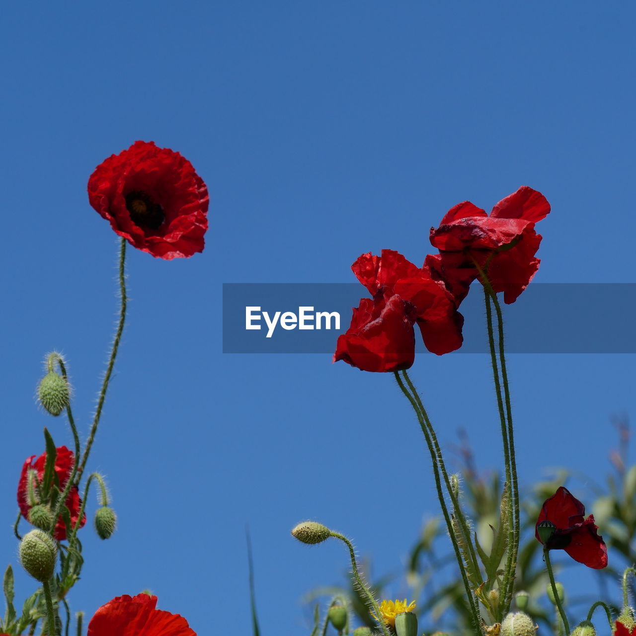 LOW ANGLE VIEW OF RED FLOWERING PLANT AGAINST BLUE SKY
