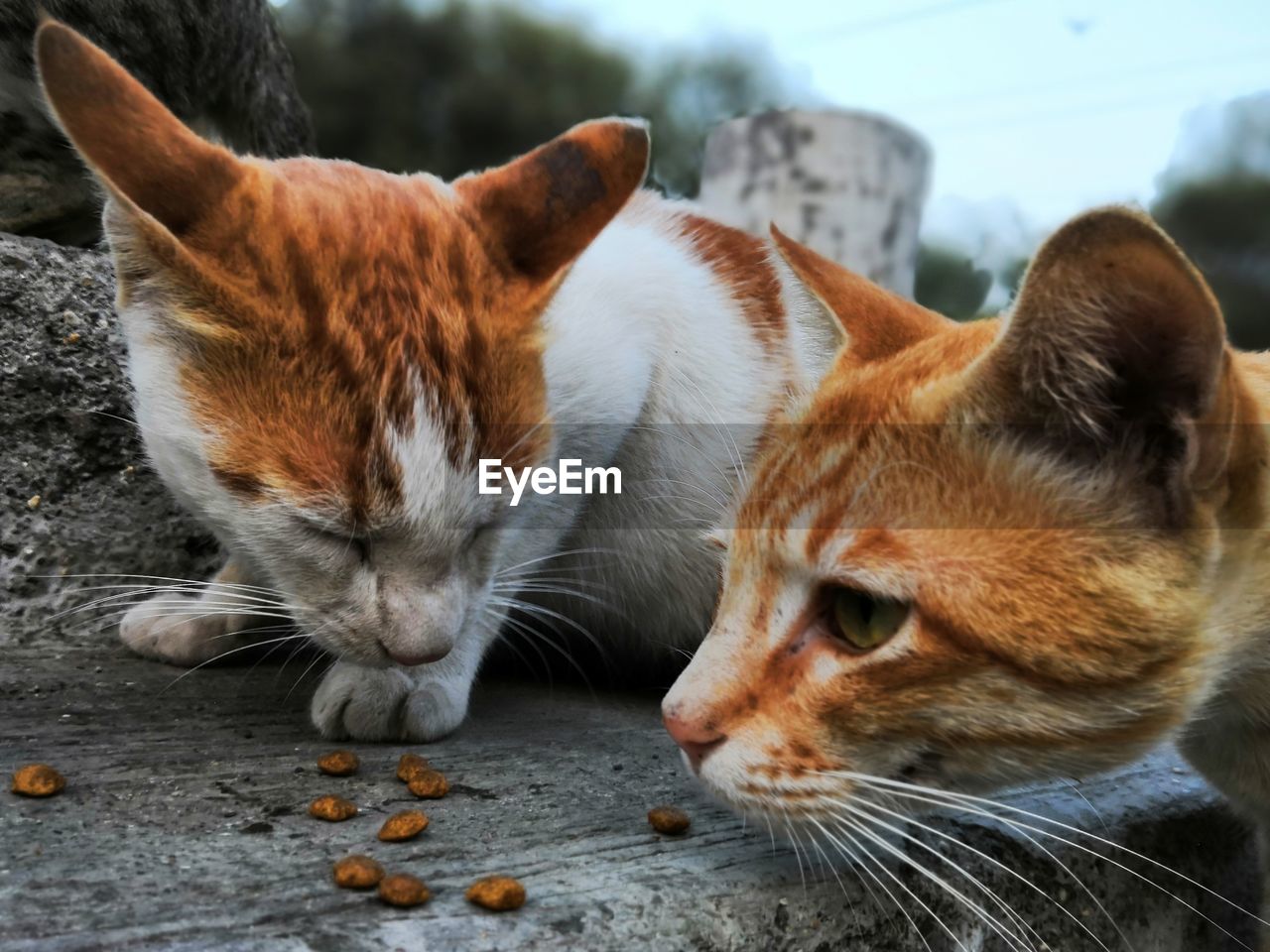 CLOSE-UP OF A CAT LYING ON A ORANGE