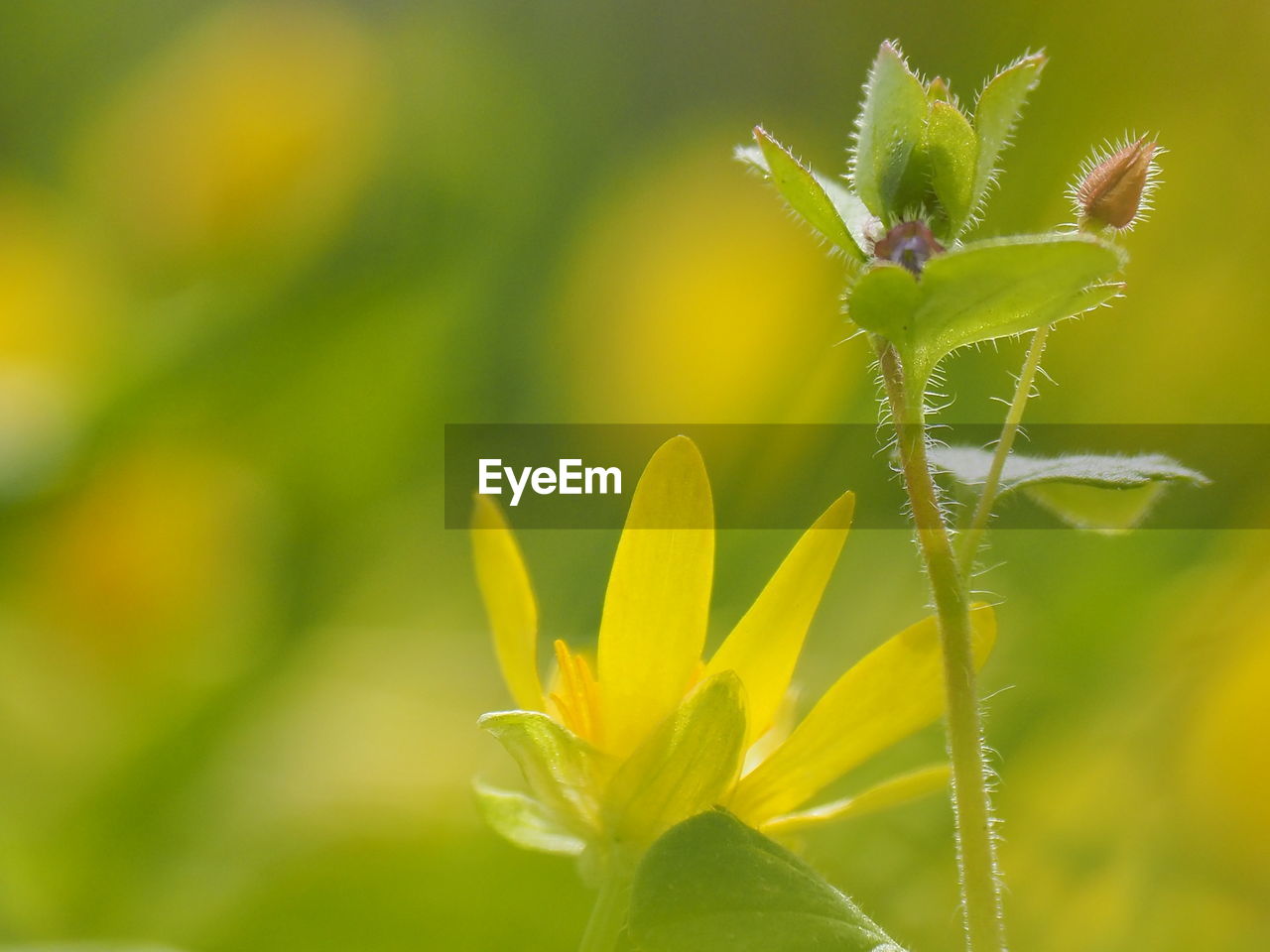 CLOSE-UP OF YELLOW ROSE PLANT