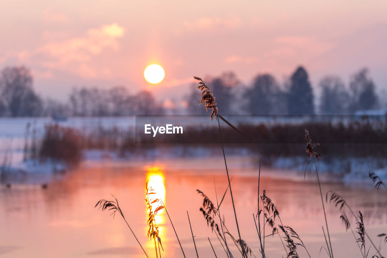 CLOSE-UP OF BIRD AGAINST SUNSET SKY